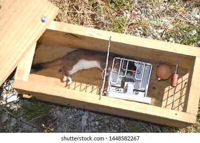 A Dead Stoat, Mustela Erminea, Lies In The Trap Where It Was Caught On The West Coast Of New Zealand.