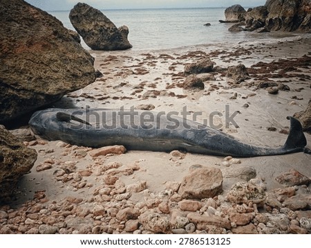 a dead stranded pilot whale