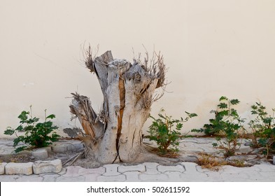 Dead Stump Of A Cut Tree. Nature Has Its Own Ways Of Survival. Cut One Tree And Ten Sprout Around It From The Roots.