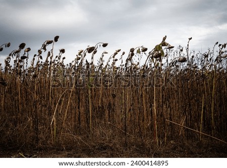 Dead sunflower heads against a cloudy sky, horizontal