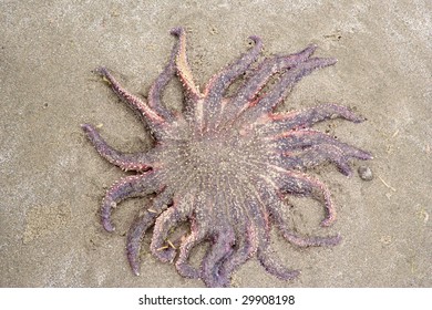 Dead Sunflower Sea Star On Sand