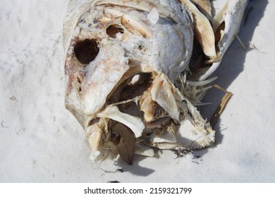 Dead Tarpon Fish Laying On The Beach . 