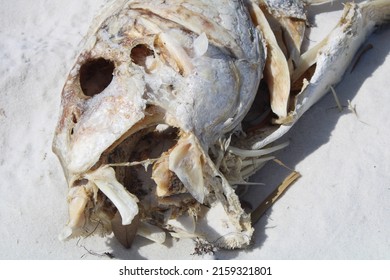 Dead Tarpon Fish Laying On The Beach . 