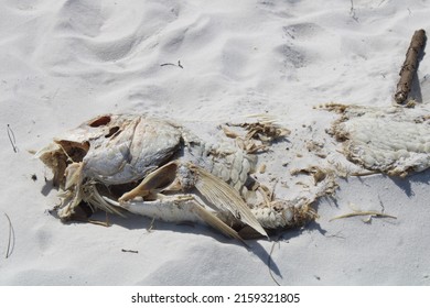 Dead Tarpon Fish Laying On The Beach . 