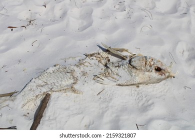 Dead Tarpon Fish Laying On The Beach . 