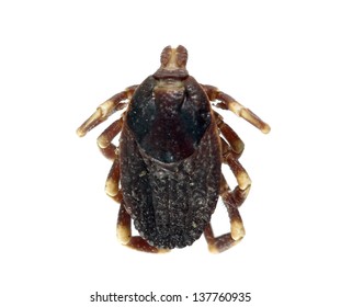 A dead tick in a dorsal view (overview) isolated over white (Ixodidae - Hyalomma sp.)