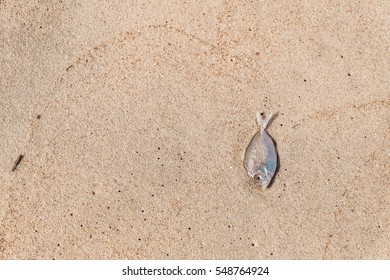 Dead Tiny Fish On Sand Beach