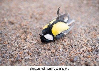 Dead Tit On The Ground. Many Birds Died Because Of Ecology And Other Factors