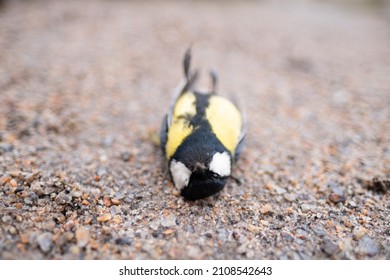 Dead Tit On The Ground. Many Birds Died Because Of Ecology And Other Factors