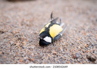 Dead Tit On The Ground. Many Birds Died Because Of Ecology And Other Factors