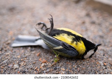 Dead Tit On The Ground. Many Birds Died Because Of Ecology And Other Factors