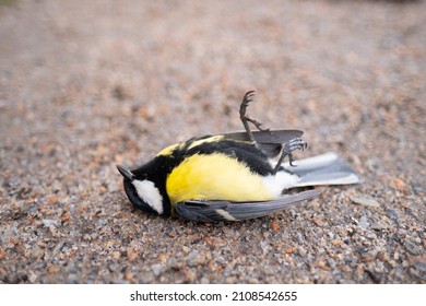 Dead Tit On The Ground. Many Birds Died Because Of Ecology And Other Factors