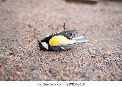 Dead Tit On The Ground. Many Birds Died Because Of Ecology And Other Factors