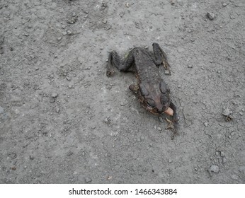 dead toad frog on the floor.
