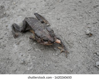 dead toad frog on the ground.