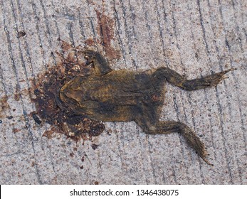 126 Dead bullfrog Images, Stock Photos & Vectors | Shutterstock