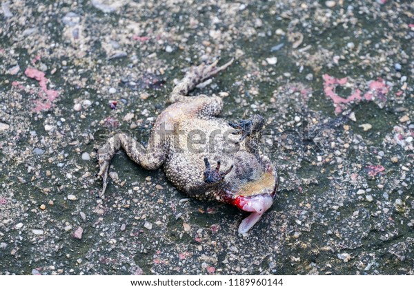 A\
Dead Toad That Was Run Over by A Car on Cement\
Ground