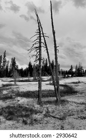 Dead tree
