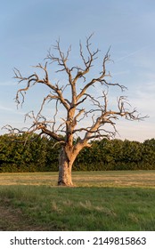 dead tree alone in a field