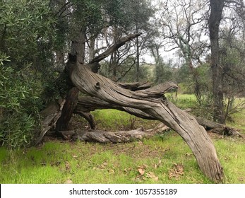 Dead Tree Art