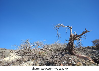 Dead tree with beautiful cloudless blue sky for copyspace