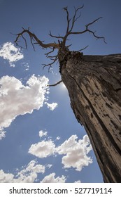 Dead tree blocking out the sun with clouds behind. Blue sky with a dark dead tree.