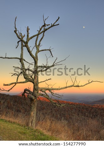 dead tree in blue ridge mountains at sunset