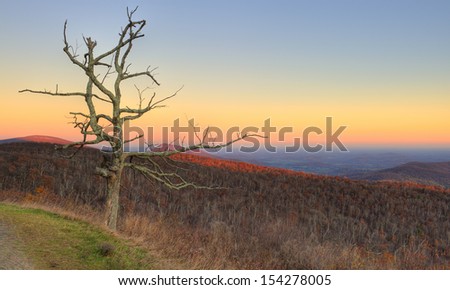 dead tree in blue ridge mountains at sunset