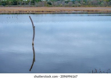 Dead Tree Brach Sticking Out Of A Still Water Lake And Reflecting On The Water Surface