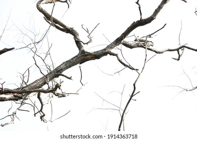dead tree branch close up 
