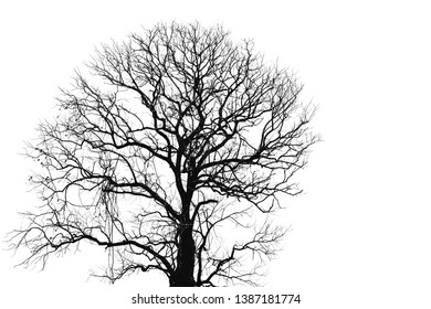 Tree Branch Graphic Stock Photos Images Photography Shutterstock