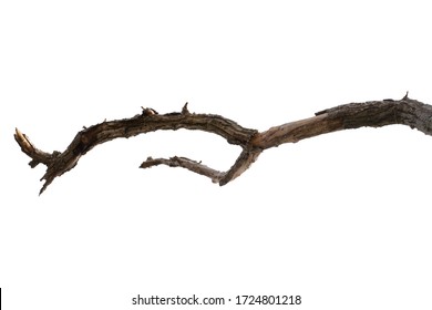 dead tree branch isolated on white background