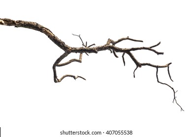 dead tree branch isolated on white background - Shutterstock ID 407055538