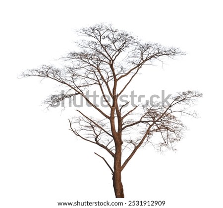Dead tree branch isolated on white background