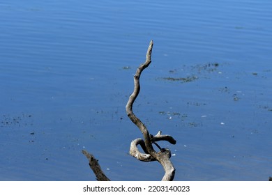 Dead Tree Branch Water Background