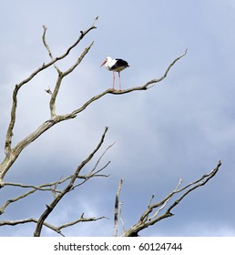 Dead tree branches against blue sky and stork