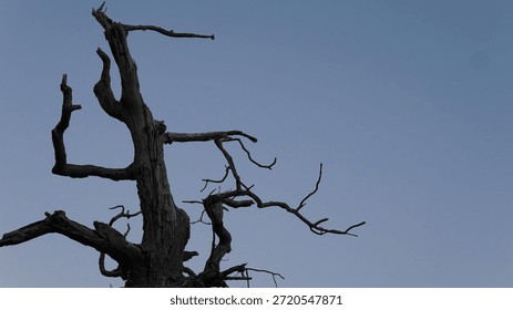 Dead tree with branches at dusk 