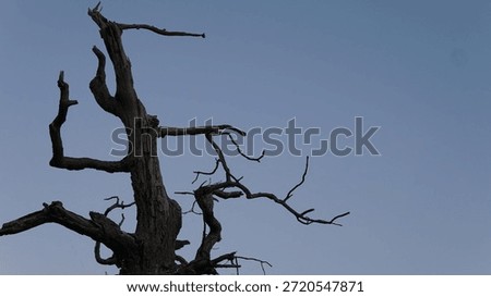 Dead tree with branches at dusk 