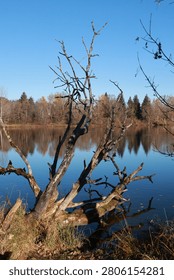 Dead Tree Branches Over Calm Blue Lake in Autumn