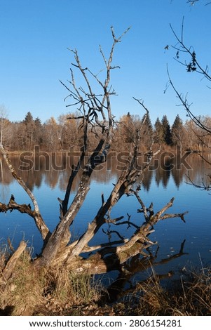 Dead Tree Branches Over Calm Blue Lake in Autumn