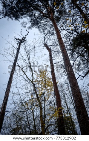 dead tree branches rise in the sky