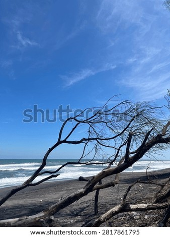 Dead tree branches stretching over a black sand beach with ocean waves and clear blue sky, creating a striking natural coastal landscape with ample copy space.