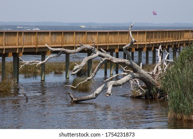 Dead Tree By The Bridge Duck NC