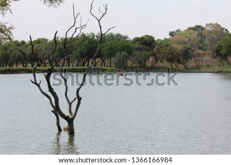 Dead tree and canoo in a dam