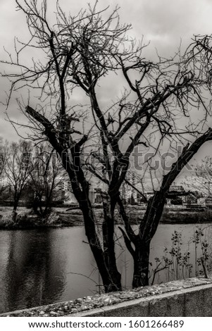 The dead tree in the coastline of river Maritza in the city of Plovdiv in Burgaria