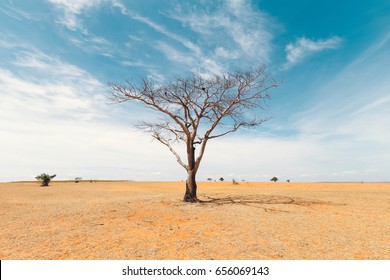 Dead Tree In The Desert 