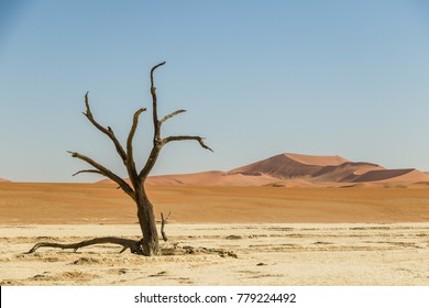 dead tree in desert
