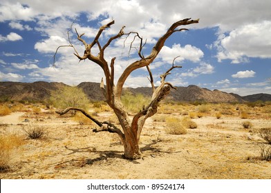 Dead Tree In Desert