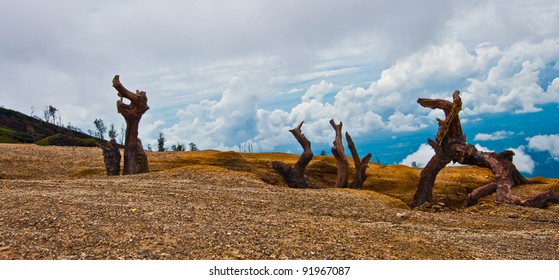 Dead tree in the desert
