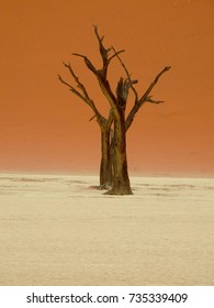 Dead Tree In Desert, Central Region Of Namibia